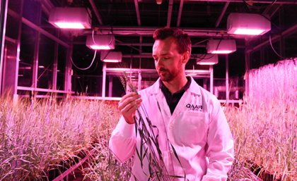 Dr Lee Hickey in the speed crop breeding lab 